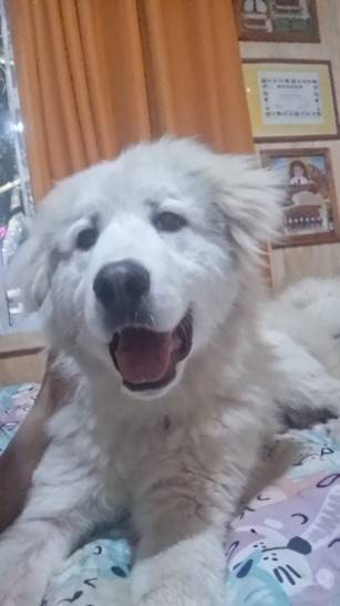 DuoVet Clínica Veterinaria