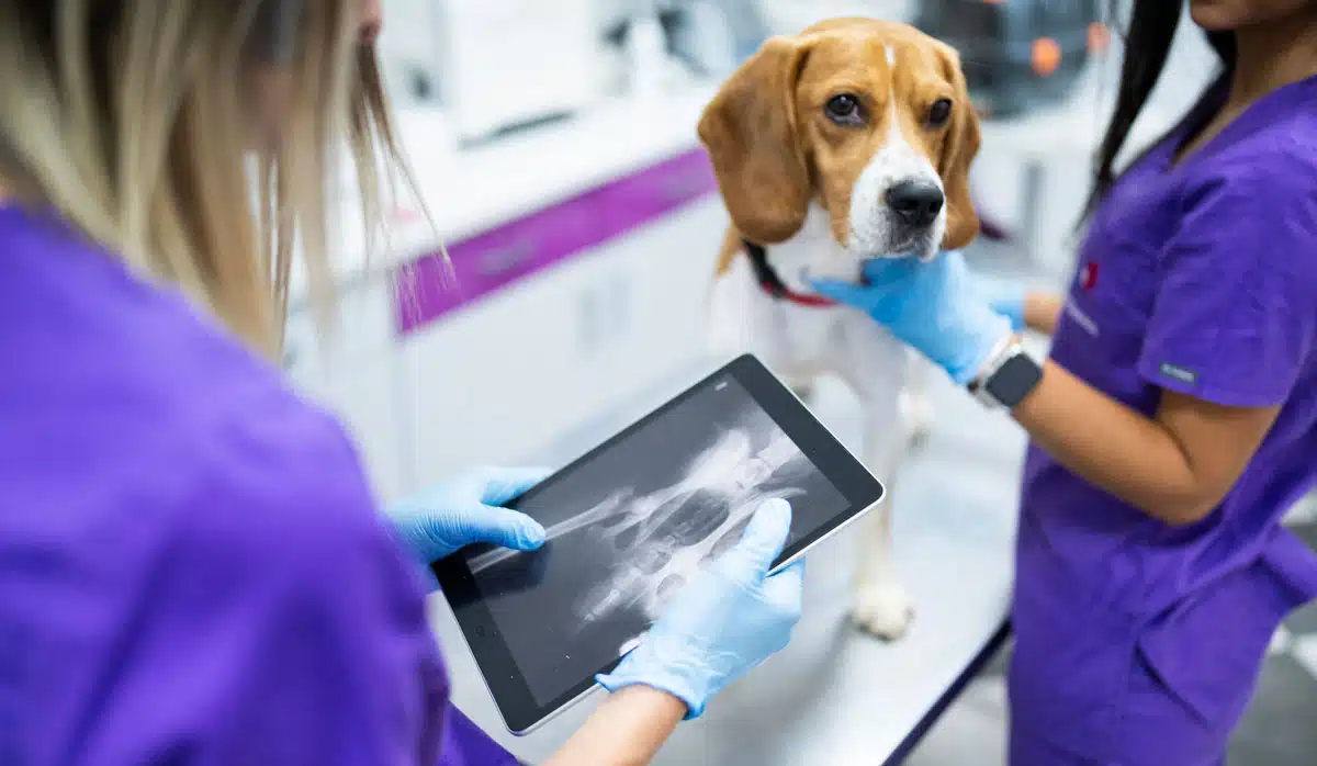 Radiografías en DuoVet